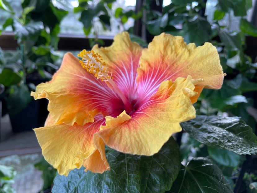  - 0006 - Hibiscusi 2025 - 3