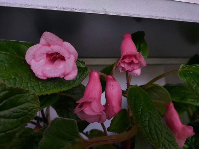  - 1-A-Siningii din semințe