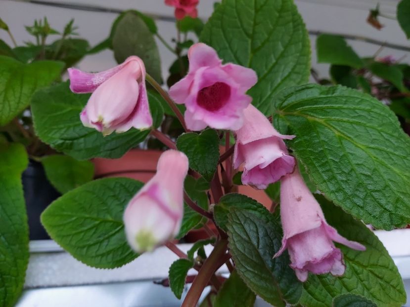  - 1-A-Siningii din semințe