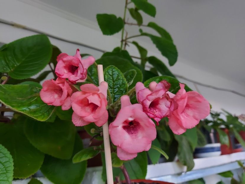  - 1-A-Siningii din semințe