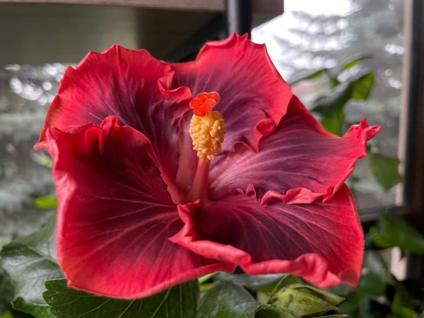  - 0006 - Hibiscusi 2025 - 3