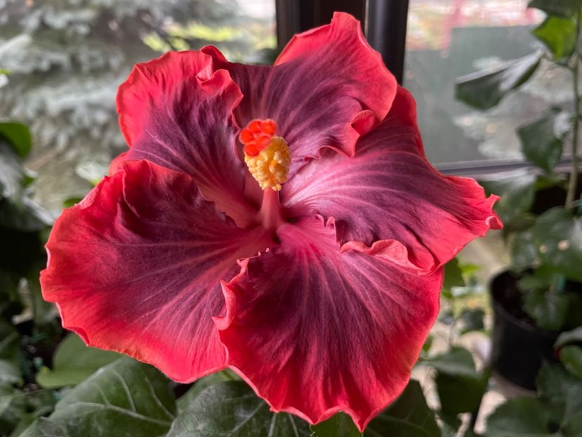  - 0006 - Hibiscusi 2025 - 3