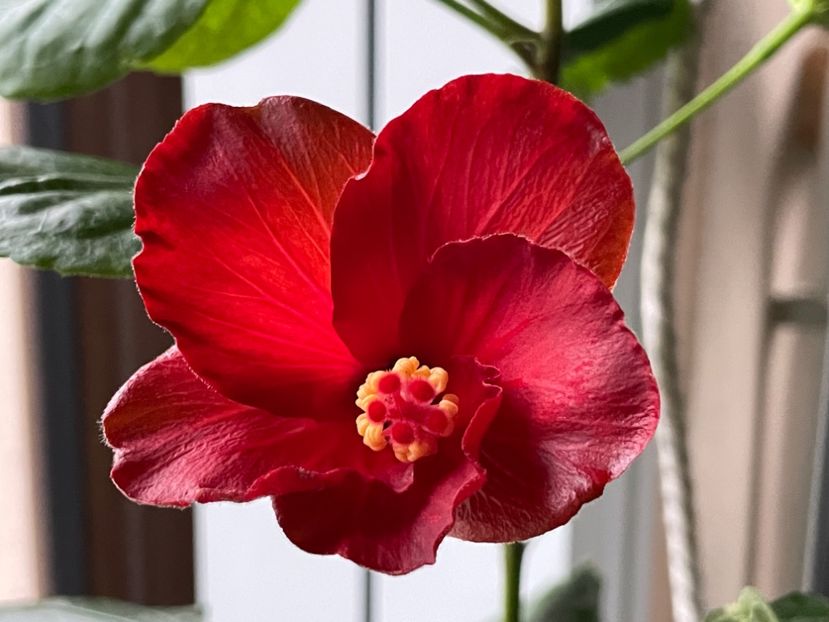  - 0006 - Hibiscusi 2025 - 3