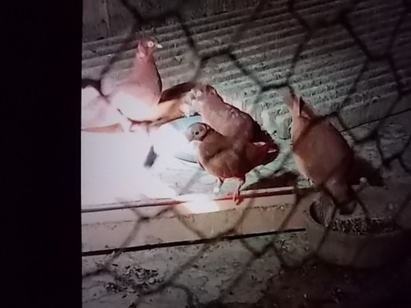 JUCATORI ARDELENI - CONTACT