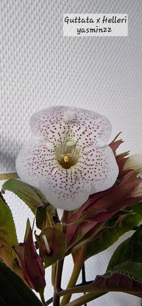 1.12.2025 - Sinningia 2o25