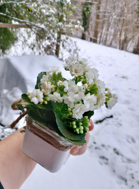  - 01 - Advent - Craciun