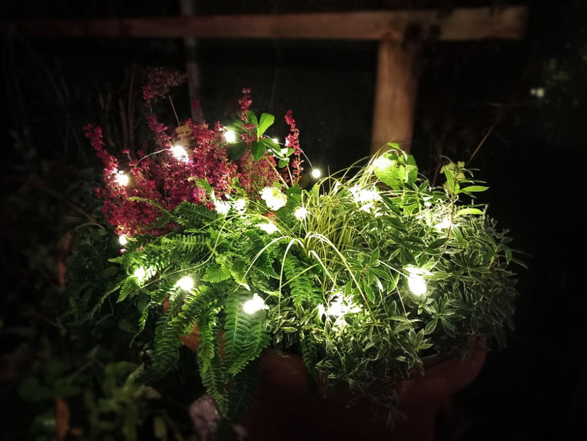  - 01 - Advent - Craciun