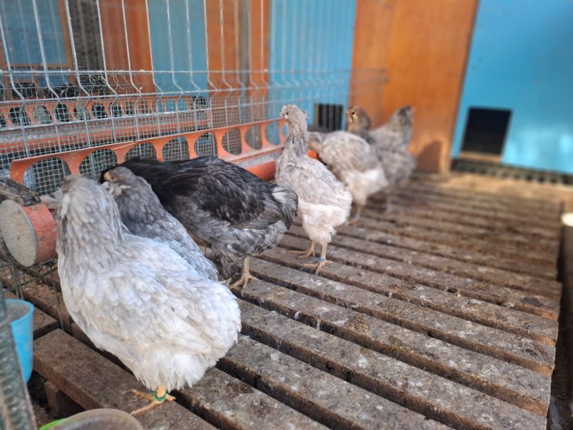  - Gaini Araucana Albastru