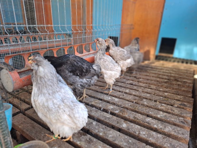  - Gaini Araucana Albastru