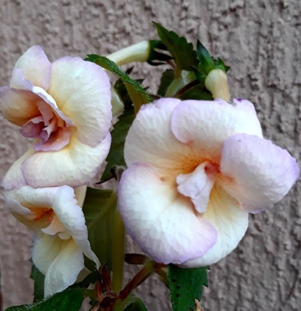  - A Pachet nr 2 la 100 lei