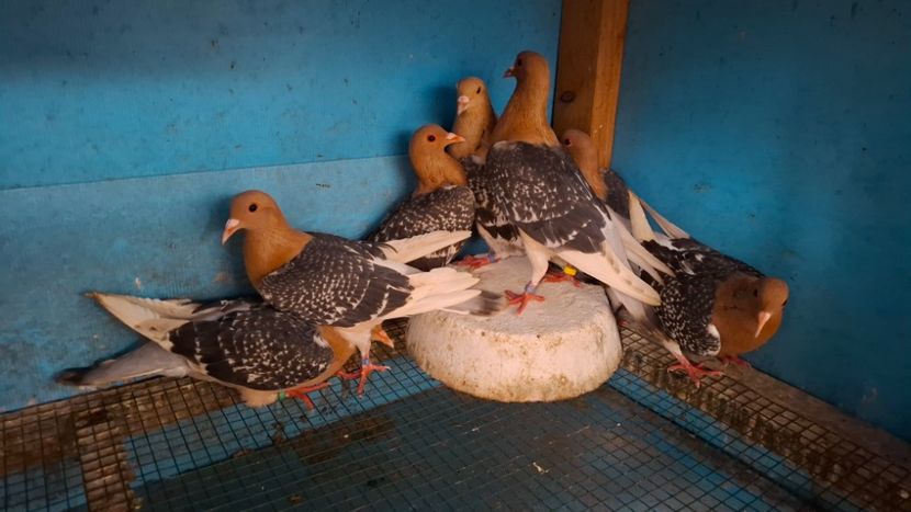  - PORUMBEI CIOCARLII DE NUREMBERG