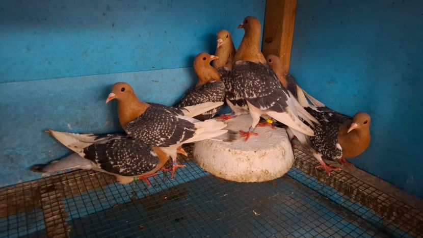  - PORUMBEI CIOCARLII DE NUREMBERG