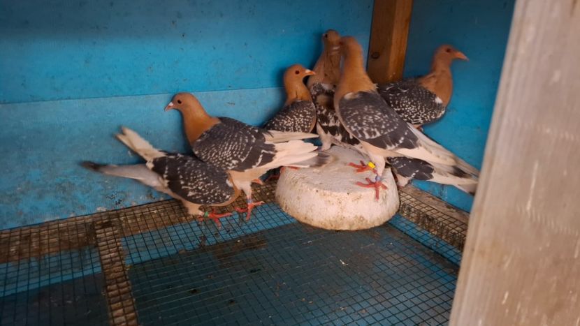  - PORUMBEI CIOCARLII DE NUREMBERG