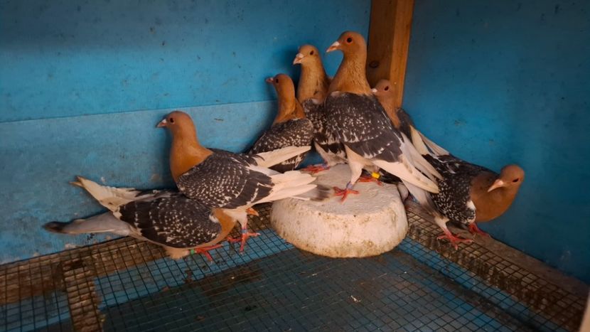  - PORUMBEI CIOCARLII DE NUREMBERG