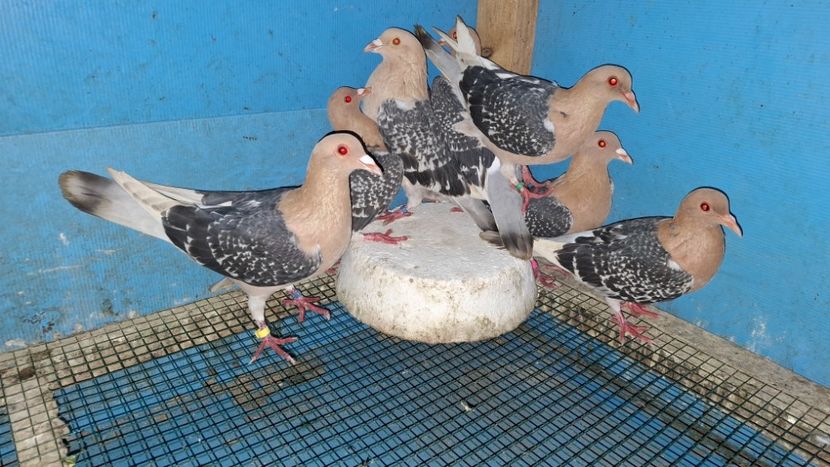  - PORUMBEI CIOCARLII DE NUREMBERG