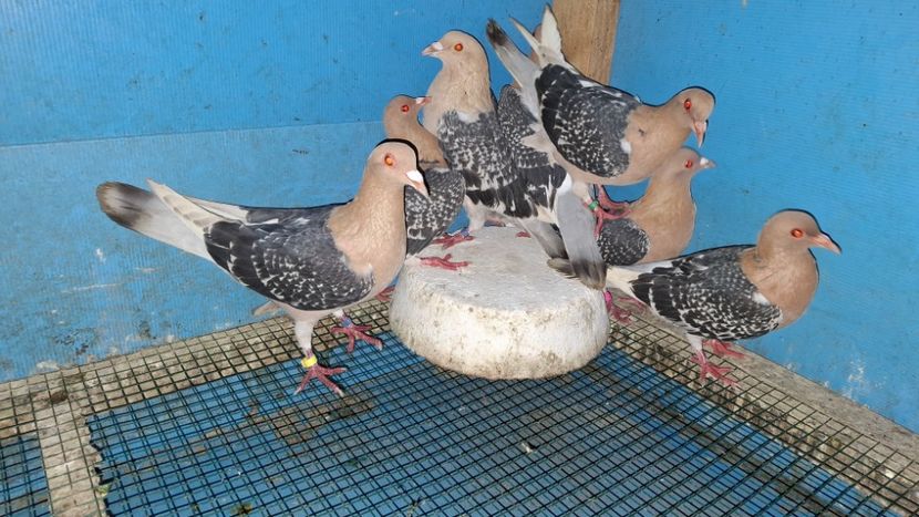  - PORUMBEI CIOCARLII DE NUREMBERG