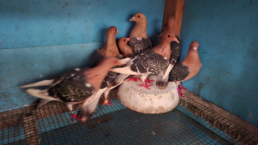  - PORUMBEI CIOCARLII DE NUREMBERG