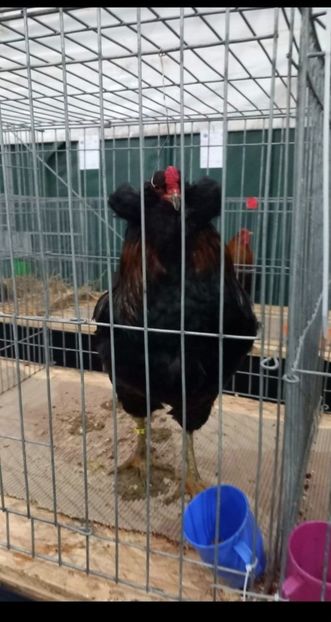  - Gaini Araucana Potarnichiu