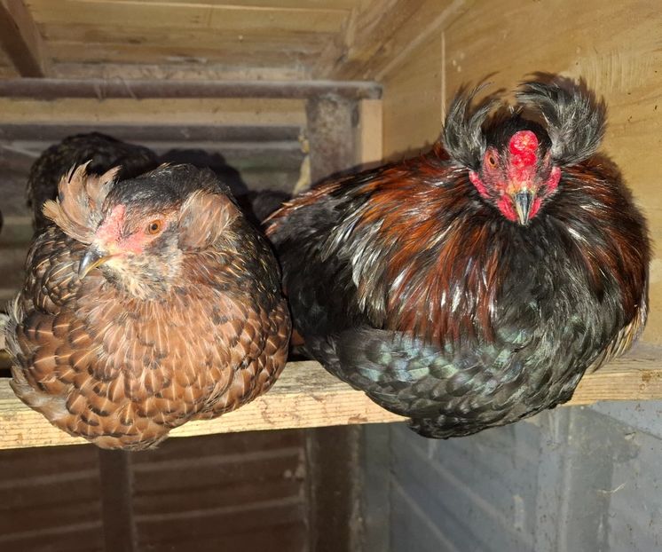  - Gaini Araucana Potarnichiu