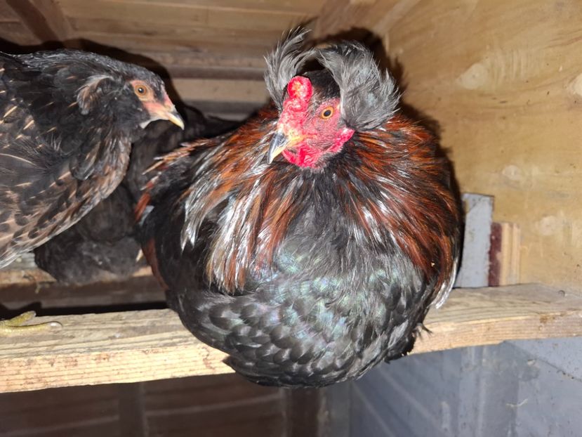  - Gaini Araucana Potarnichiu