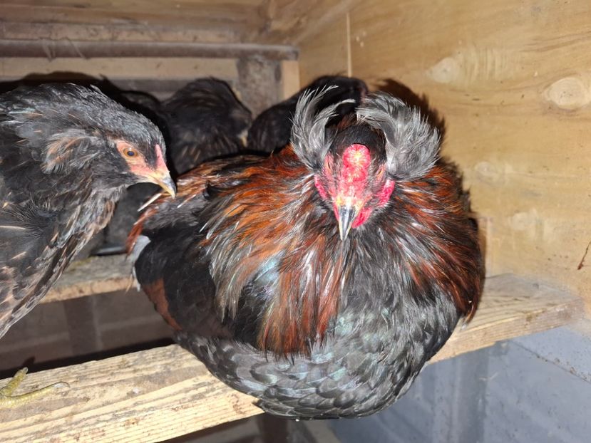  - Gaini Araucana Potarnichiu