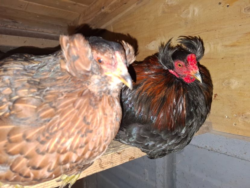  - Gaini Araucana Potarnichiu