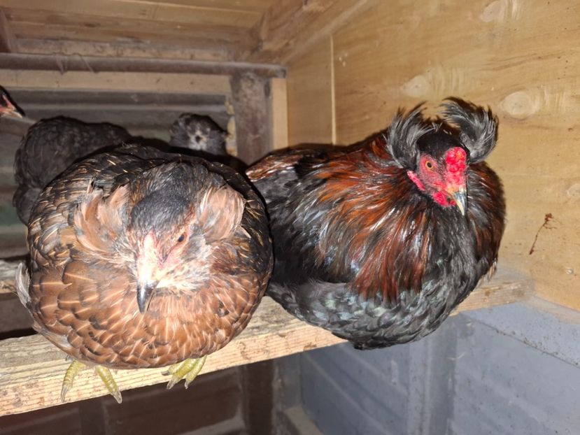  - Gaini Araucana Potarnichiu