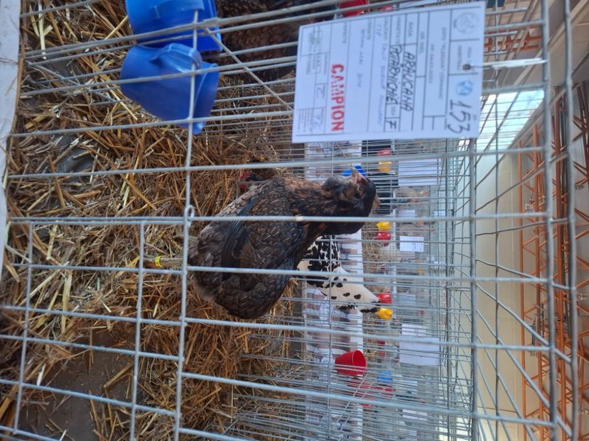  - Gaini Araucana Potarnichiu