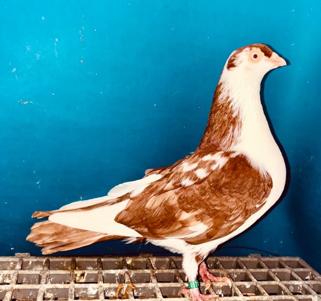 15694  femelă  2025 - Jucători de Galați