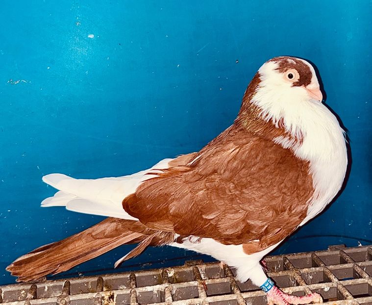 13850  mascul  2024 - Jucători de Galați