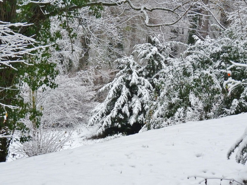 © - 01 - Advent - Craciun