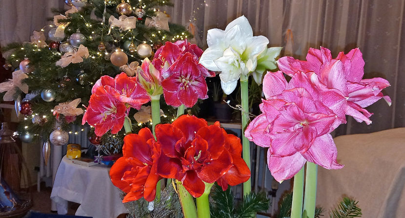 © - 01 - Advent - Craciun