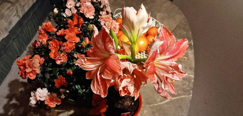 © - 01 - Advent - Craciun