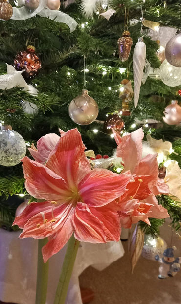 © - 01 - Advent - Craciun