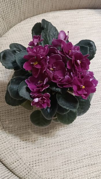  - AV- POSLEDNIE LIUBOVI SAMURAI