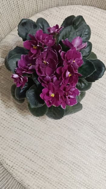  - AV- POSLEDNIE LIUBOVI SAMURAI