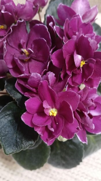  - AV- POSLEDNIE LIUBOVI SAMURAI