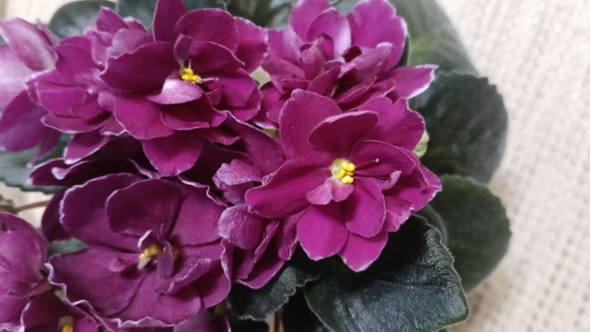  - AV- POSLEDNIE LIUBOVI SAMURAI