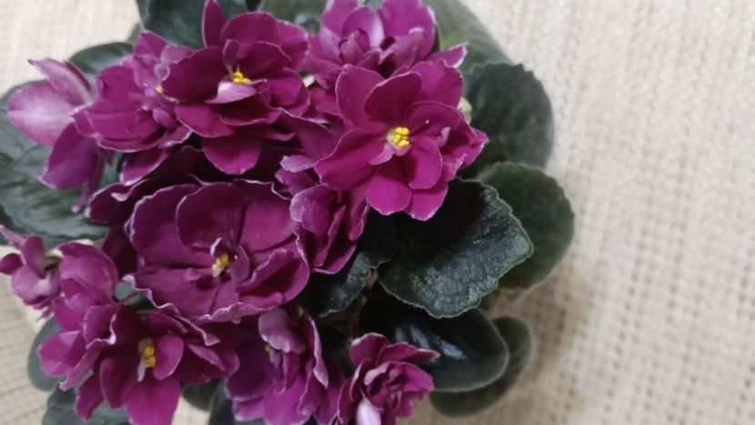  - AV- POSLEDNIE LIUBOVI SAMURAI