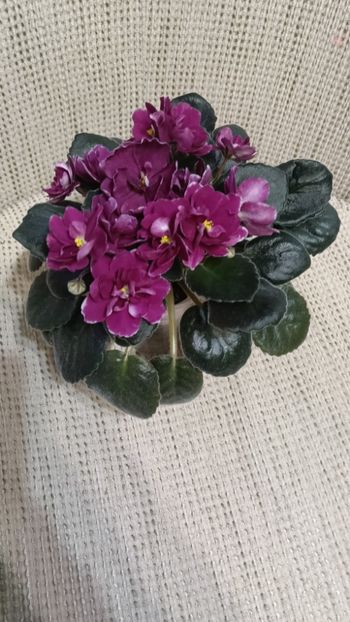  - AV- POSLEDNIE LIUBOVI SAMURAI