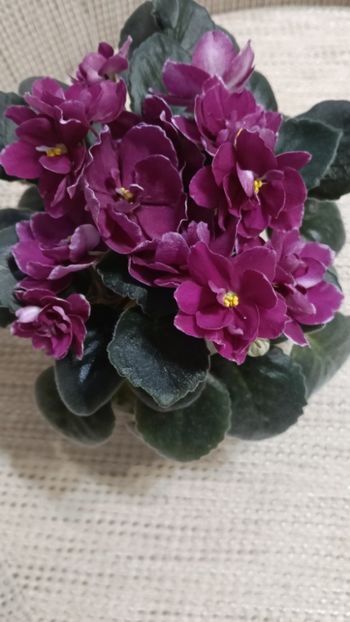  - AV- POSLEDNIE LIUBOVI SAMURAI