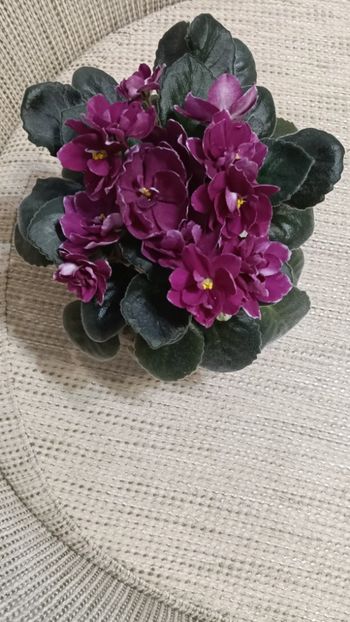  - AV- POSLEDNIE LIUBOVI SAMURAI