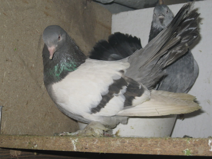 IMG_3175 - Gruin Milos