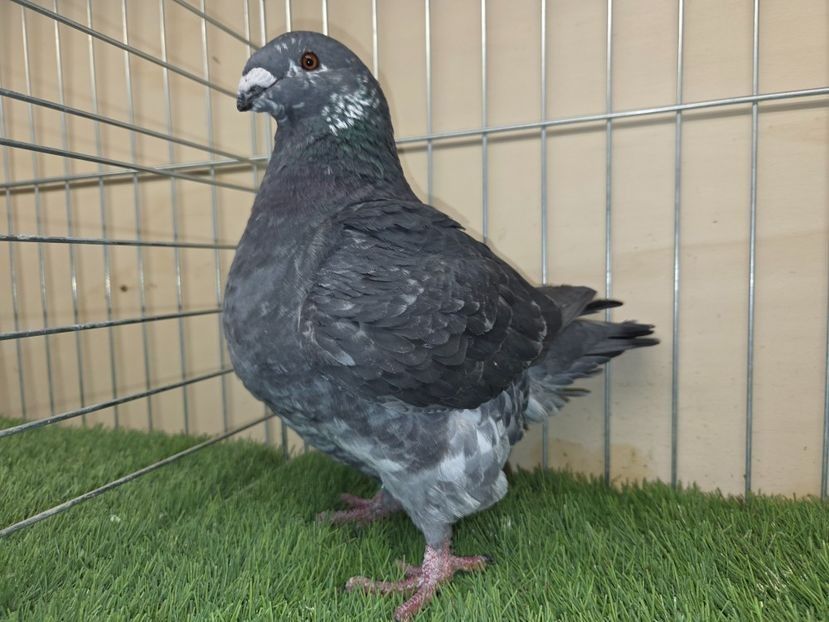 FEMELĂ 2025 - 123 - MATCA FEMELE AGH 2026