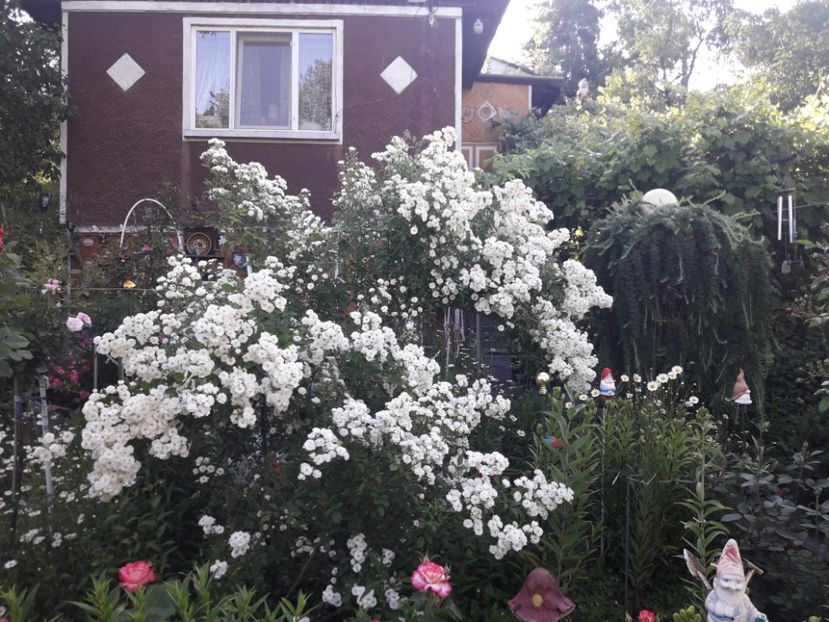  - TRANDAFIRII ANULUI 2025