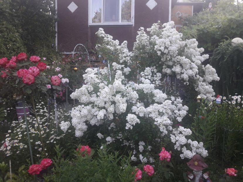  - TRANDAFIRII ANULUI 2025