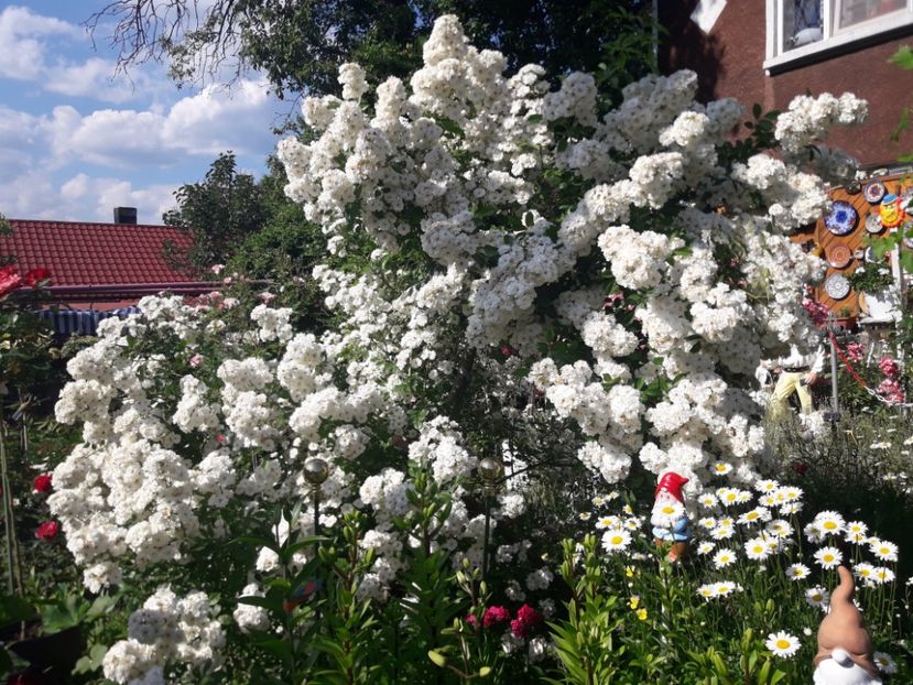  - TRANDAFIRII ANULUI 2025