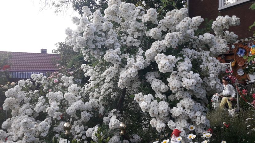  - TRANDAFIRII ANULUI 2025