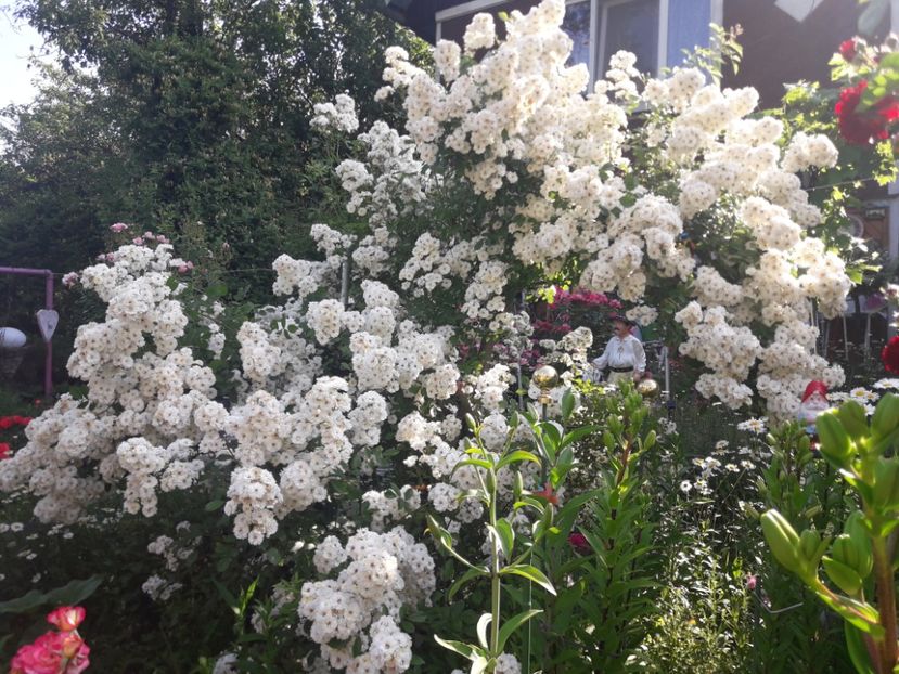  - TRANDAFIRII ANULUI 2025