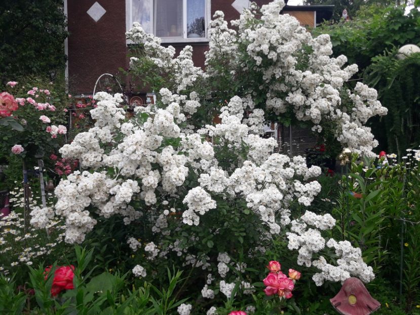  - TRANDAFIRII ANULUI 2025